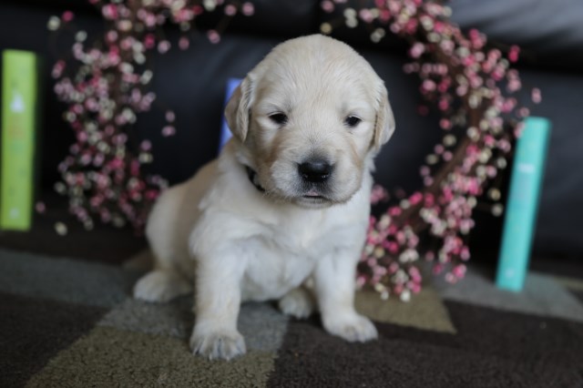 English Golden Retriever Puppies For Sale