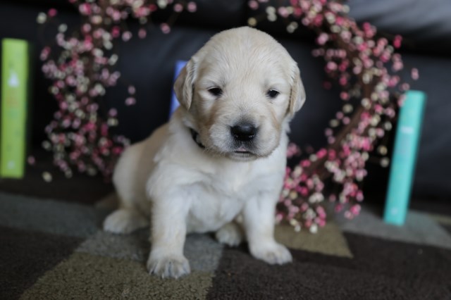 Golden Retriever puppy dog for sale in Chuckey, Tennessee