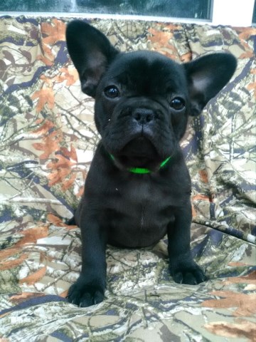 French Bulldog puppy for sale + 54787