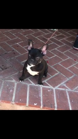 AKC Female French Bulldog of 6 Months for Sale