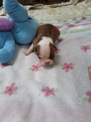 Boston Terrier puppy for sale + 55449