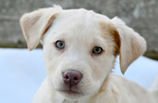 AKC Chocolate, Champagne, & Silver Labrador Retrievers