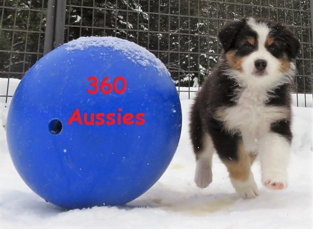 360 aussies com