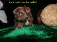 Shih Tzu thumbnail