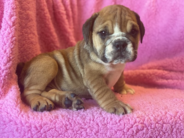 English Bulldog puppy for sale + 52584