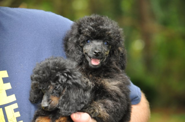 Poodle Miniature puppy for sale + 54236