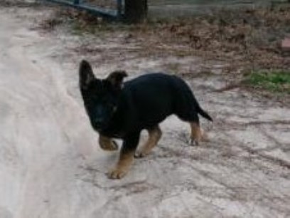 German Shepherd Pups for Sale