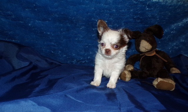 Chihuahua puppy for sale + 66541