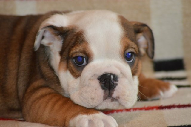 English Bulldog puppy for sale + 48489