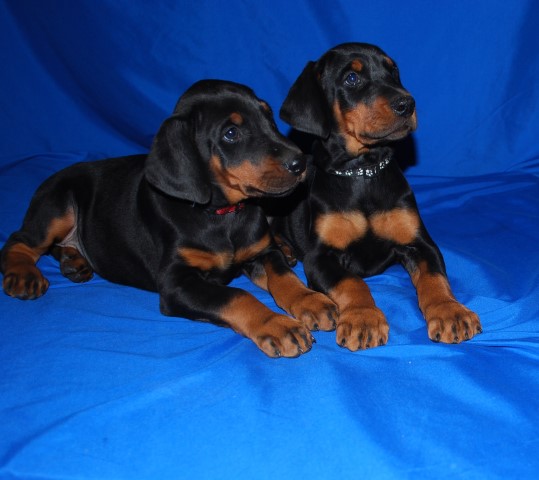 Doberman Pinscher puppy for sale + 64548