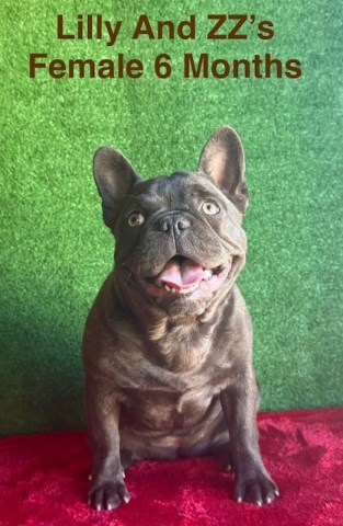 AKC Female Frenchie Puppies