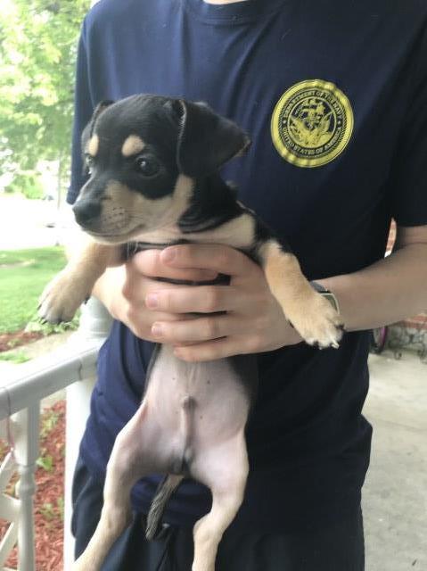 Chihuahua puppy for sale + 58101
