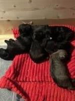 Miniature schnauzer puppies for sale Miniature Schnauzer for sale/adoption