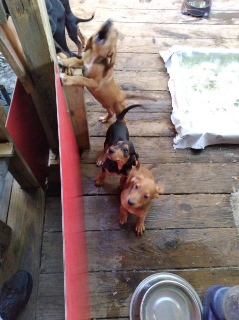 Redbone/Black and Tan Coonhound Puppies