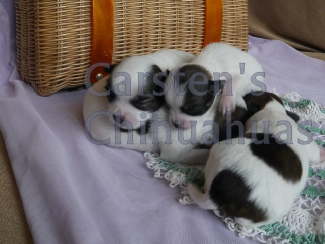 Chihuahua puppy for sale + 56129