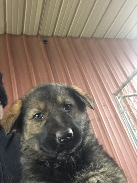 AKC German Shepherd Puppies