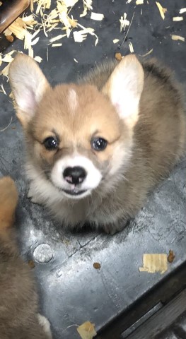 Pembroke Welsh Corgi puppy for sale + 63806