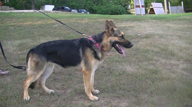 German Shepherd Dog puppy for sale + 54528