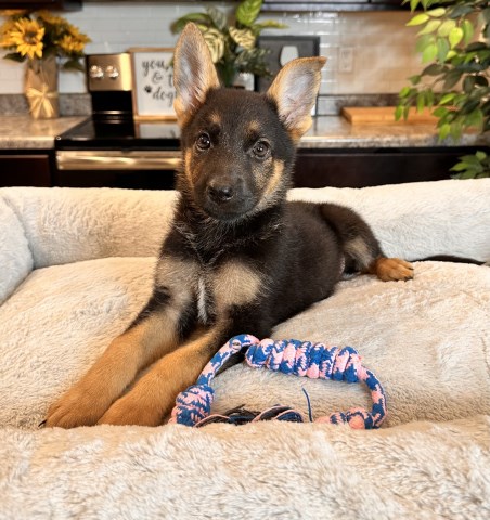 German Shepherd Dog puppy for sale + 65122