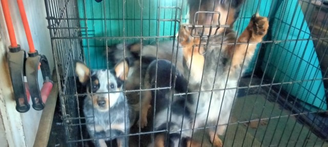 Australian Cattle Dog puppy for sale + 66999