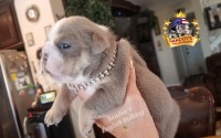 Lilac Tri Girl English Bulldog English Bulldog for sale/adoption