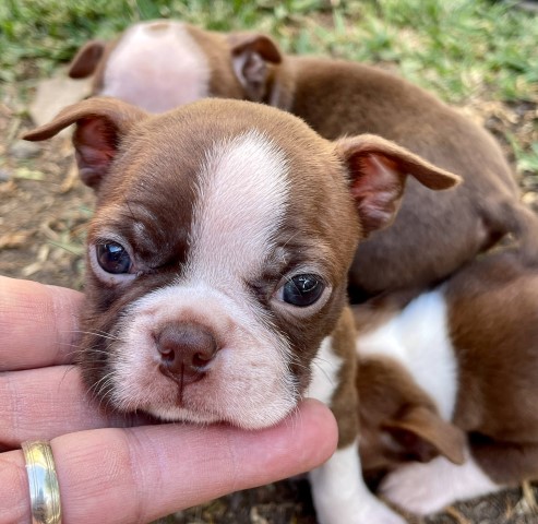 Boston Terrier Puppies, AKC, Rare Reds in Los Angeles