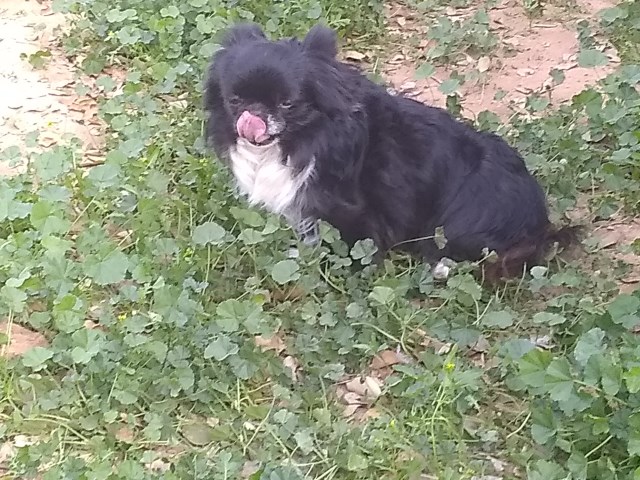 Long Coat Chihuahua  Adult Male Full AKC