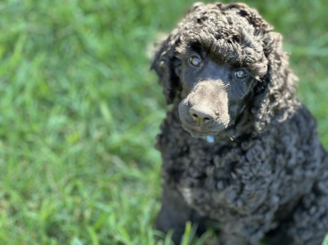 Standard poodle puppies