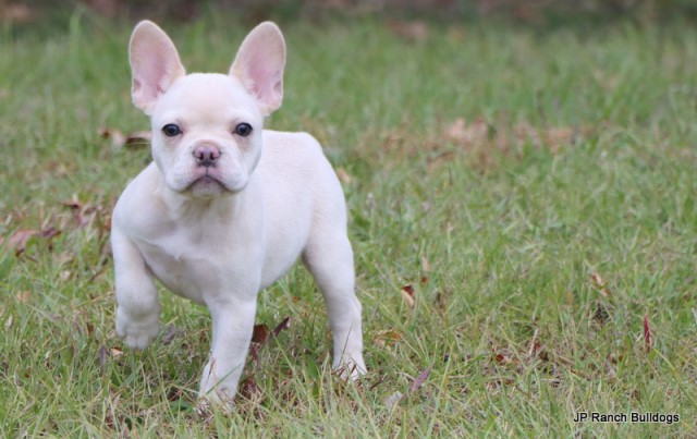 French Bulldog puppy for sale + 66158