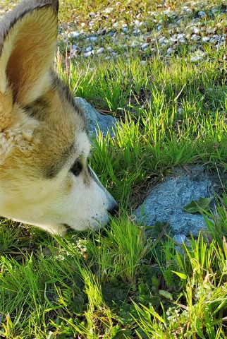 Alaskan Malamute puppy for sale + 64669