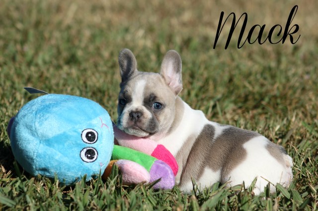 French Bulldog puppy for sale + 46971