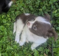 Rose's   Chihuahua Puppies Chihuahua for sale/adoption