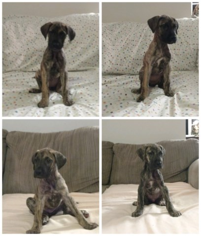 AKC Great Dane puppies