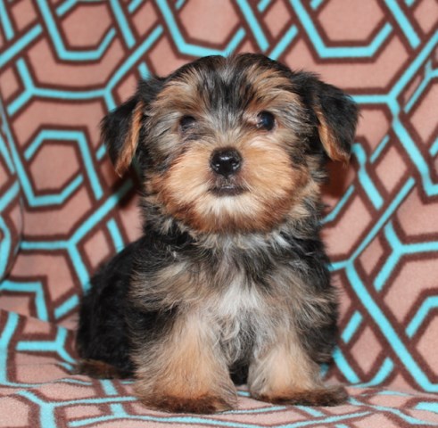 Beautiful Yorkshire Terrier Male Puppies!