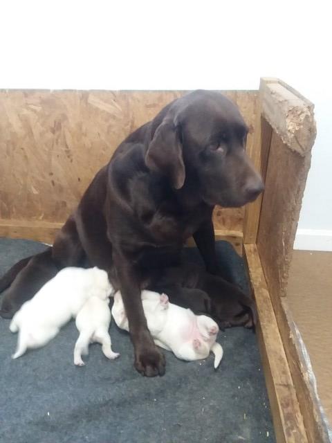 Labrador Retriever puppy for sale + 54515