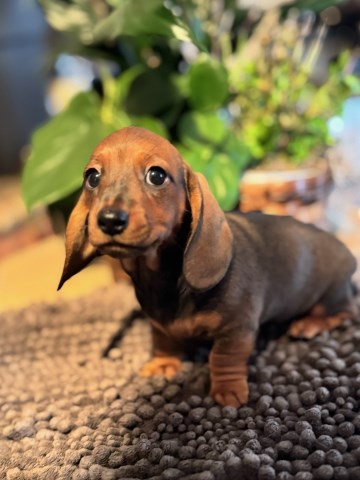 Mini daschund puppy female