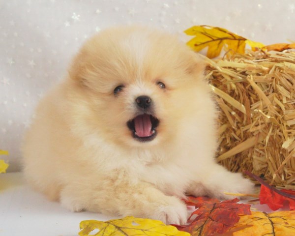 Pomeranian puppy for sale + 65181