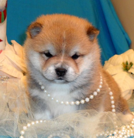 SHIBA INU PUPPIES AVAILABLE