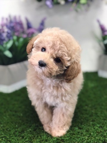 Poodle Toy puppy dog for sale in Huntsville, Alabama