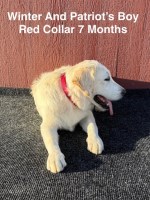 AKC White Male Long Hair Male Labrador Puppies Labrador Retriever for sale/adoption