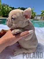 Von Poland Stunning Frenchie w/clear health panel French Bulldog for sale/adoption
