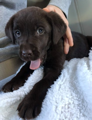 AKC Chocolate Lab Puppies