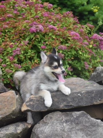 Pomsky puppy for sale + 53174