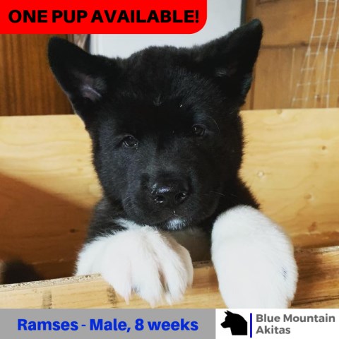 Akita puppy for sale + 55113