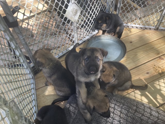 German Shepherd Dog puppy for sale + 66837