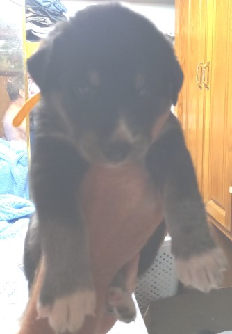 Siberian Husky Mixed Puppies for sale