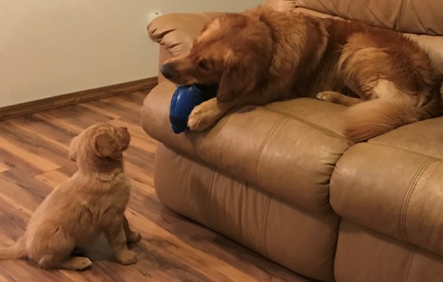 AKC Golden Retriever Puppy