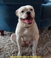 NKC American bulldog puppies American Bulldog for sale/adoption