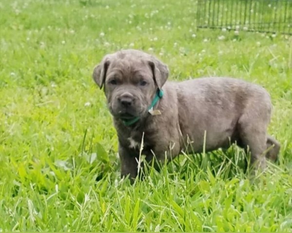 ICCF registered Cane Corso puppies