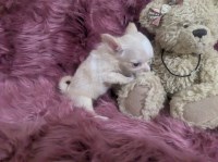 Lisa Marie LC Female Chihuahua  Videos Chihuahua for sale/adoption